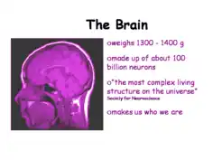 Free Download PDF Books, The Brain Powerpoint Presentation Template PPT
