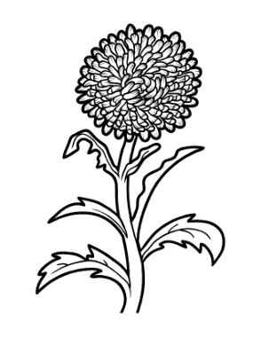 Free Download PDF Books, Flower Botanical Aster Coloring Template