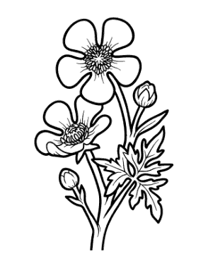 Free Download PDF Books, Flower Botanical Buttercup Coloring Template