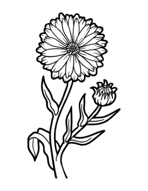 Free Download PDF Books, Flower Botanical Calendula Coloring Template