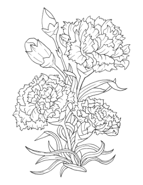 Free Download PDF Books, Flower Botanical Carnation Coloring Template
