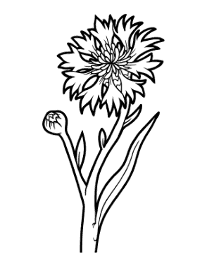 Free Download PDF Books, Flower Botanical Cornflower Coloring Template
