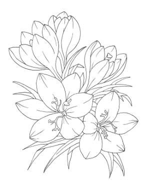 Free Download PDF Books, Flower Botanical Crocus Coloring Template