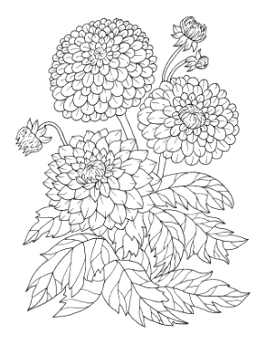 Free Download PDF Books, Flower Botanical Dahlia Coloring Template