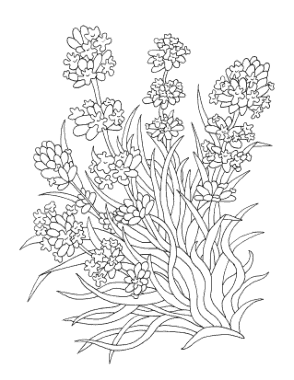 Free Download PDF Books, Flower Botanical Lavender Coloring Template