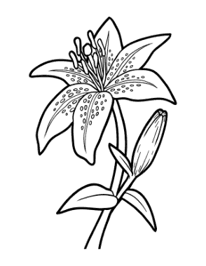 Free Download PDF Books, Flower Botanical Lily Coloring Template