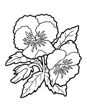 Free Download PDF Books, Flower Botanical Pansy Coloring Template
