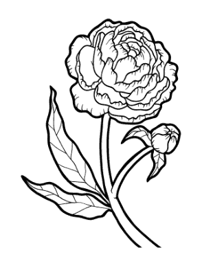 Free Download PDF Books, Flower Botanical Peony Coloring Template