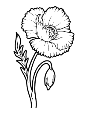 Free Download PDF Books, Flower Botanical Poppy Coloring Template