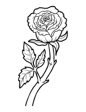 Free Download PDF Books, Flower Botanical Rose Coloring Template
