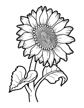 Free Download PDF Books, Flower Botanical Sunflower Coloring Template
