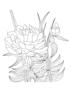 Free Download PDF Books, Flower Detailed Peony Drawing Coloring Template