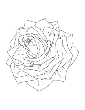 Free Download PDF Books, Flower Detailed Rose Coloring Template