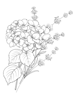 Free Download PDF Books, Flower Lavender And Hydrangea Botanical Coloring Template