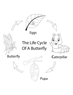 Free Download PDF Books, Butterfly Life Cycle Cartoon Coloring Template