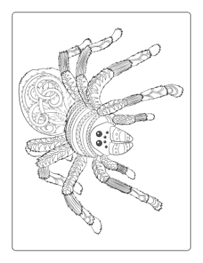Free Download PDF Books, Halloween Intricate Pattern Spider Adult Coloring Template