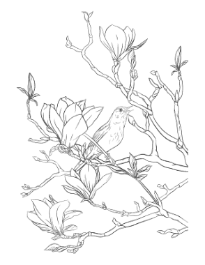Free Download PDF Books, Magnolia Nightingale Spring Coloring Template