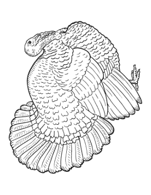 Free Download PDF Books, Turkey Side View Detailed Feathers Coloring Template