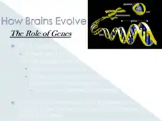 Free Download PDF Books, Brain Evolution Powerpoint Presentation Template PPT