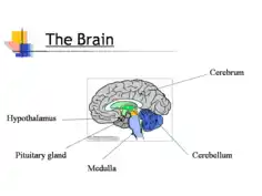General Brain Powerpoint Presentation Template PPT