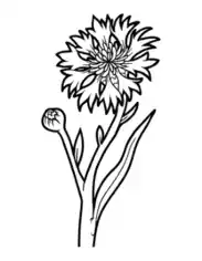 Free Download PDF Books, Flower Botanical Cornflower Coloring Template