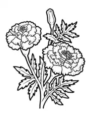 Flower Botanical Marigold Coloring Template