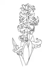 Free Download PDF Books, Flower Hyacinth Coloring Template