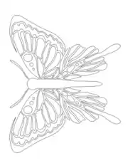 Butterfly Sections To Color Coloring Template