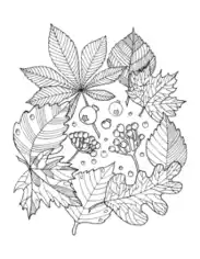 Free Download PDF Books, Leaf Arrangement Autumn and Fall Coloring Template
