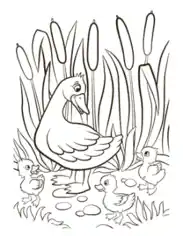 Mother Duck Ducklings Reeds Spring Coloring Template